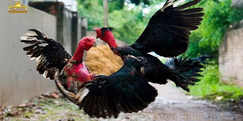 Form of cockfighting