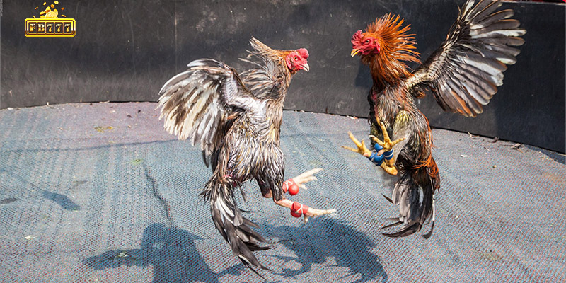 Follow cockfighting results