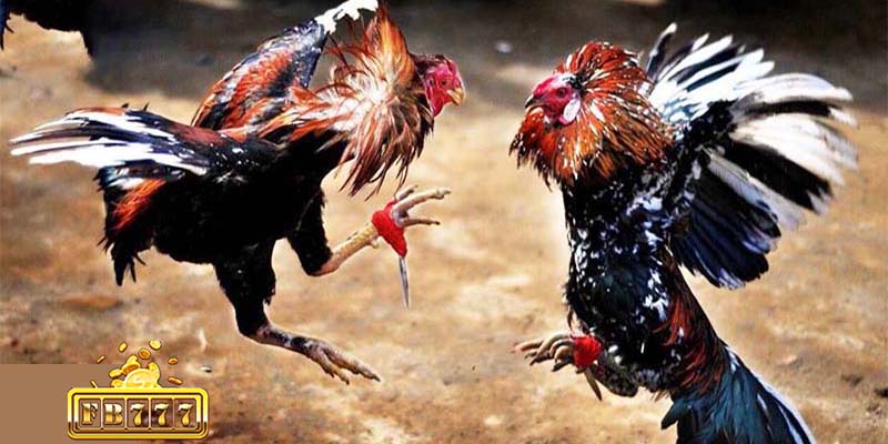 Notes when betting on cockfighting