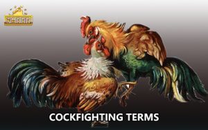 Cockfighting terms