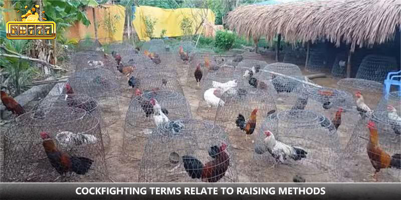 Terms within cockfighting related to raising techniques