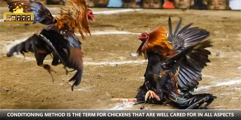Cockfighting terminology encompasses a range of specialized vocabulary that practitioners use to categorize their methods and actions before, during, and after the competitions. With insights shared from New88 Cockfighting, we hope you have gained useful information to apply effectively in your upcoming matches.