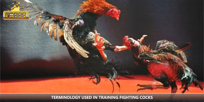 Training vocabulary specific to cockfighting