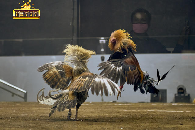 Witness the breathtaking intensity of Thomo's live cockfighting, available 24/7.