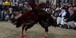 Addressing common inquiries regarding cockfighting that utilizes iron spurs as part of the competition.