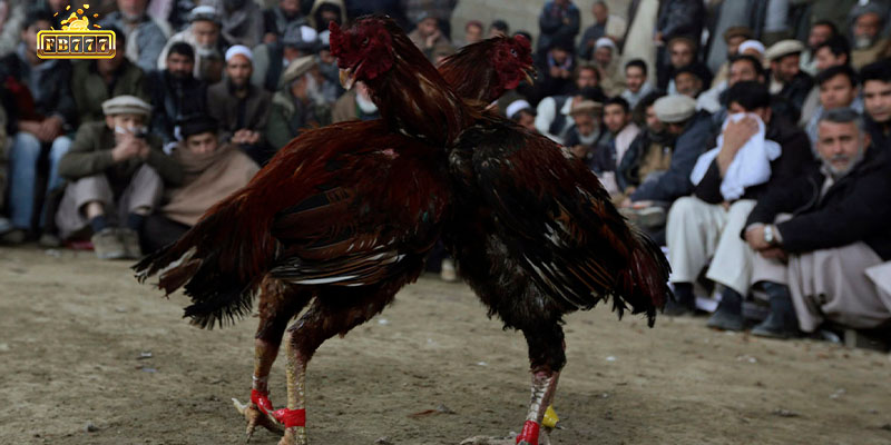 Many unique terms are utilized by participants in the cockfighting community.