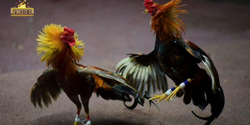 Addressing inquiries related to cockfighting with iron spurs