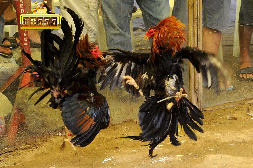 Enjoy free access to Thomo cockfighting on wjslot.