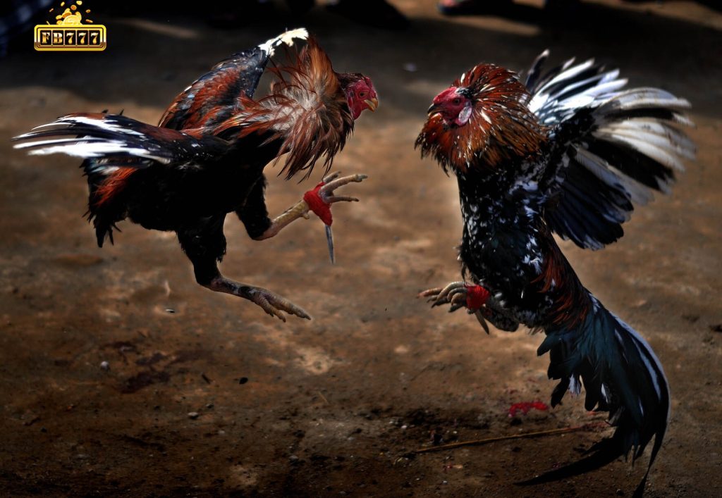 Extremely classy cockfighting