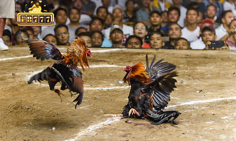Stay informed about fighting roosters to place well-informed bets.