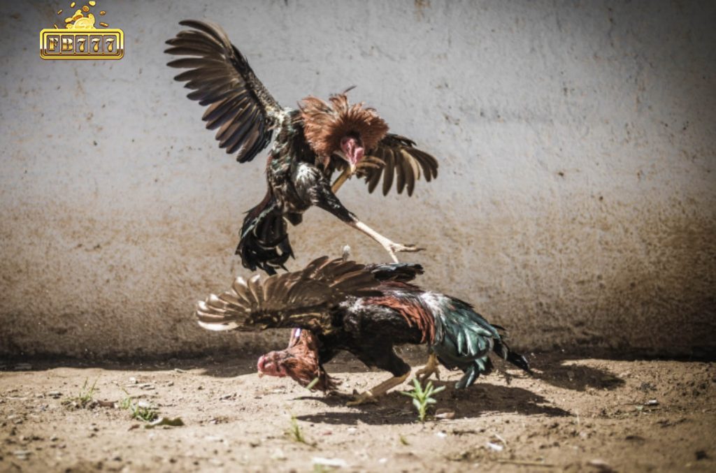 Regulations for Equitable Cockfighting with Iron Spurs