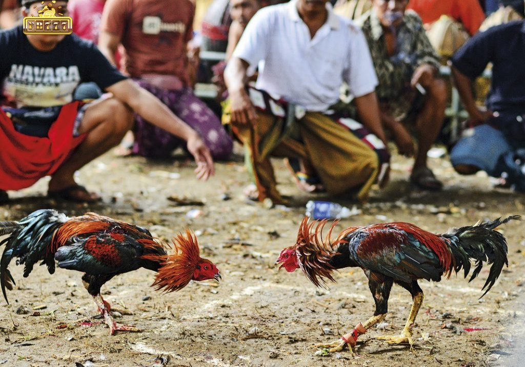 FB777 – famous cockfighting playground